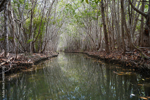 Canal in the mangrove during afternoon (Mexico, Yucatan, "Manglares san Crisanto" = Mangrove san Crisanto). 