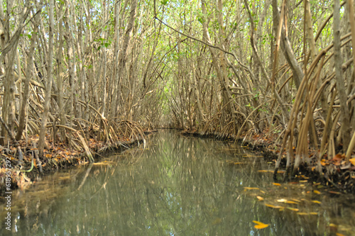 Canal in the mangrove during afternoon  Mexico  Yucatan   Manglares san Crisanto    Mangrove san Crisanto . 