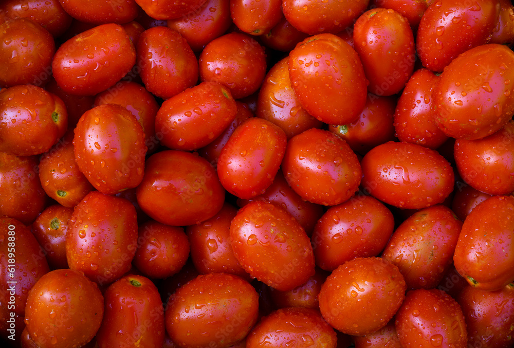 fresh tomatoes in a group for background fresh tomatoes in a group for background
