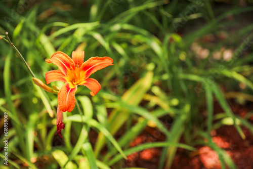 Vibrant flowers blooming, symbolizing new beginnings and happiness, capturing the essence of spring's transformative power