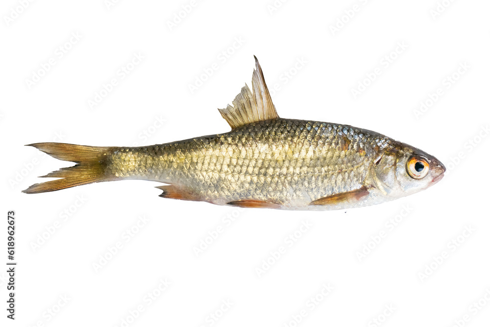 Rutilus heckelii live fish isolated on transparent background. Live fish object for design. Rutilus heckelii live fish isolated on transparent background. Live fish object for design.