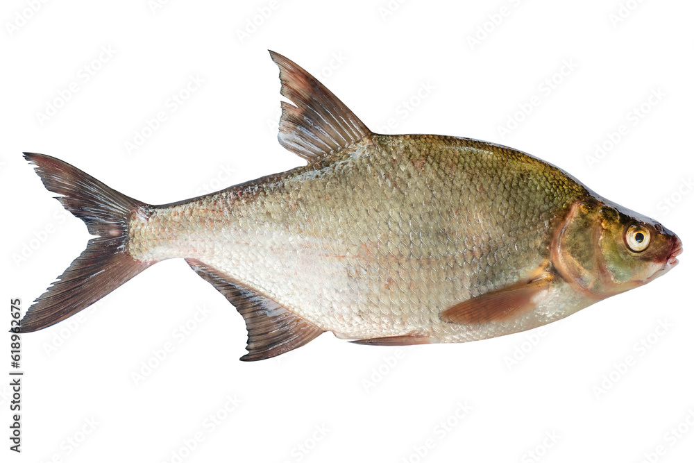 Abramis live fish isolated on transparent background. Live fish object for design. Abramis live fish isolated on transparent background. Live fish object for design.