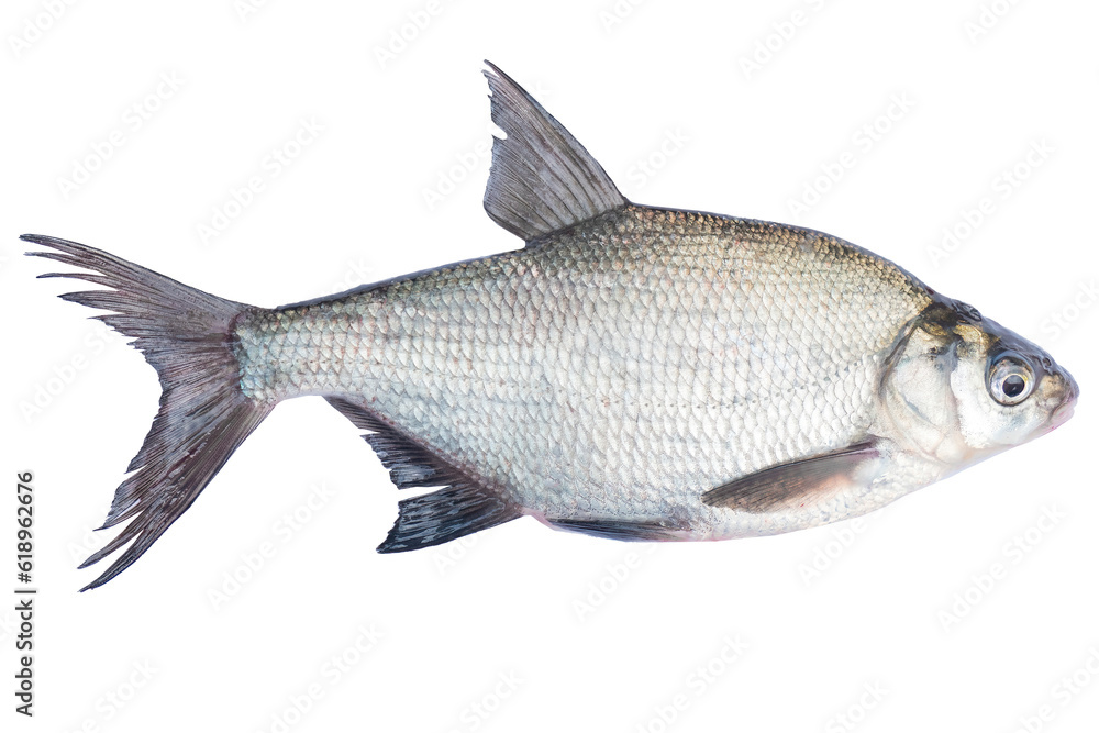 Abramis live fish isolated on transparent background. Live fish object for design. Abramis live fish isolated on transparent background. Live fish object for design.