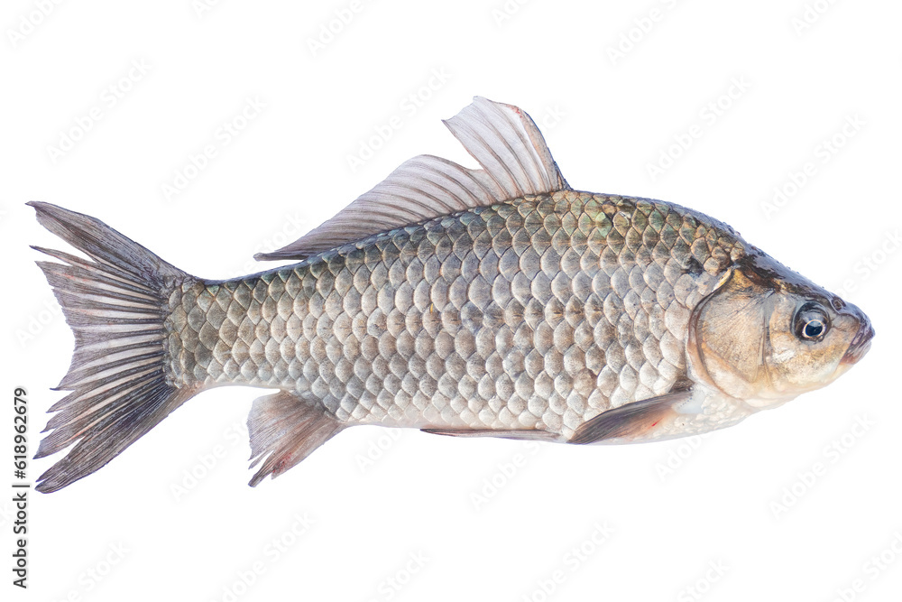 Live fish object for design. Crucian carp live fish isolated on transparent background. Live fish object for design. Crucian carp live fish isolated on transparent background.