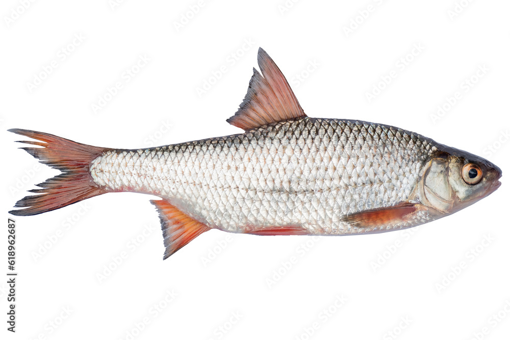 Rutilus heckelii live fish isolated on transparent background. Live fish object for design. Rutilus heckelii live fish isolated on transparent background. Live fish object for design.