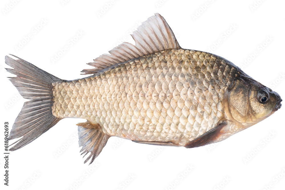 Live fish object for design. Crucian carp live fish isolated on transparent background. Live fish object for design. Crucian carp live fish isolated on transparent background.