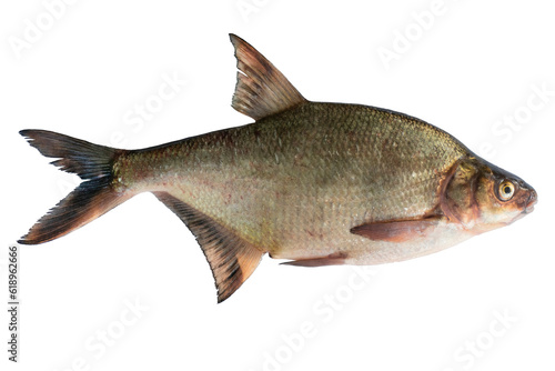 Abramis live fish isolated on transparent background. Live fish object for design.