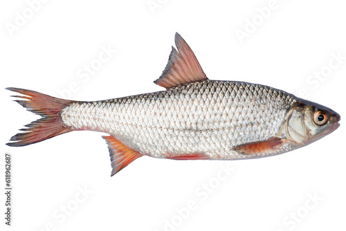 Rutilus heckelii live fish isolated on transparent background. Live fish object for design.