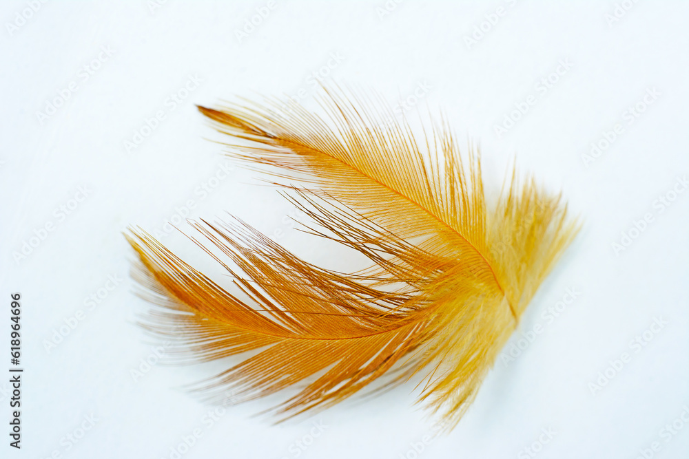 Fototapeta premium Beautiful eagle feather isolated on white background