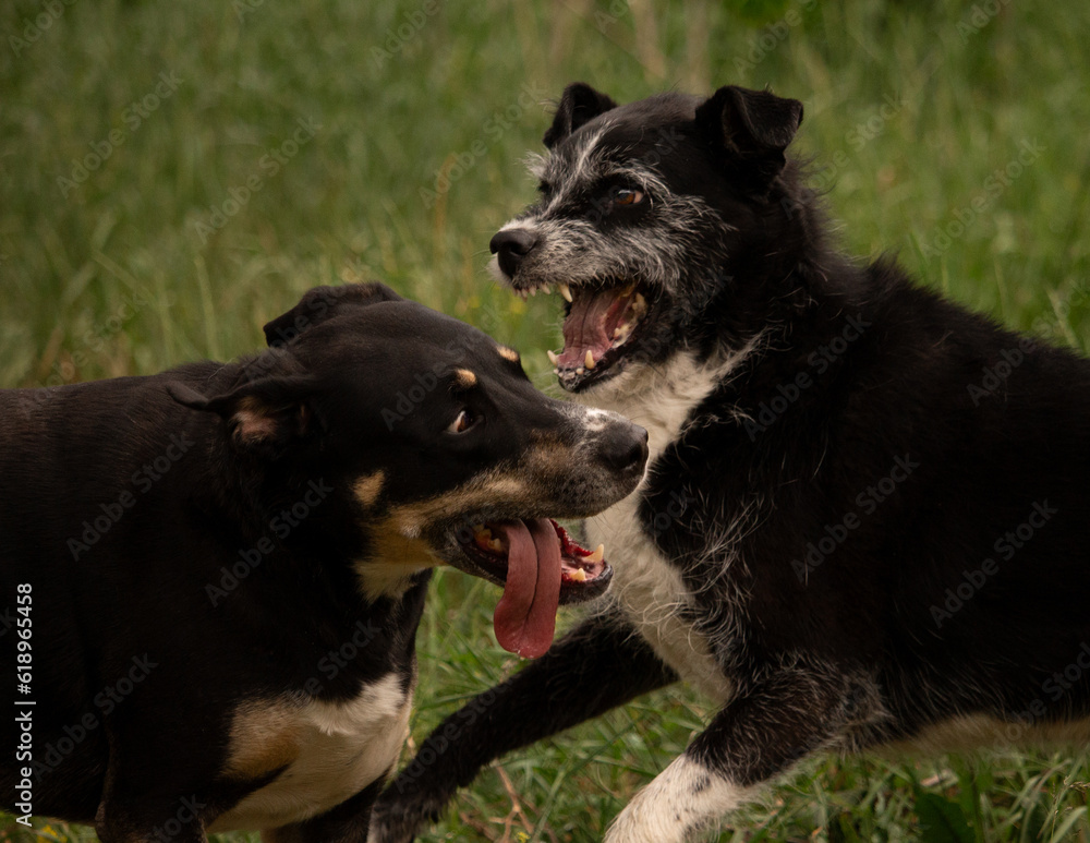 Black Mixed Breed Dogs Play Fighting One Dog Silly with Long Tongue Out One Dog Fierce Snarling and Showing Teeth with Green Grass Background Black Mixed Breed Dogs Play Fighting One Dog Silly with Long Tongue Out One Dog Fierce Snarling and Showing Teeth with Green Grass Background