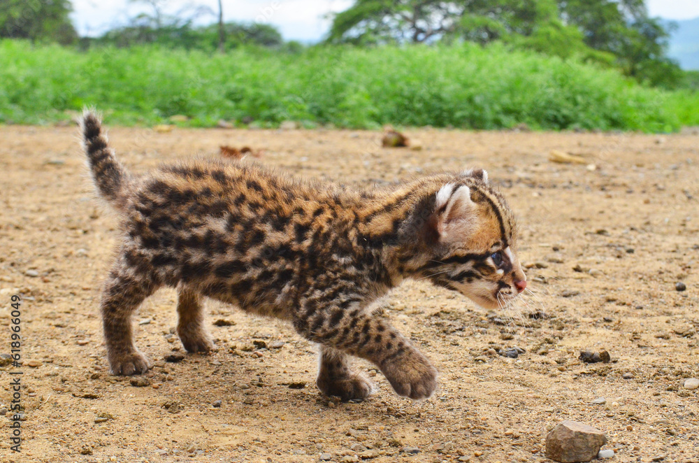 An ocelot kitten walking in the dry forest of Ecuador An ocelot kitten walking in the dry forest of Ecuador