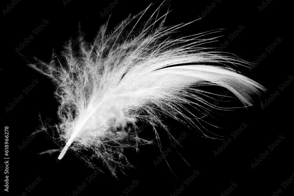 Beautiful white feather floating in air isolated on black background Beautiful white feather floating in air isolated on black background