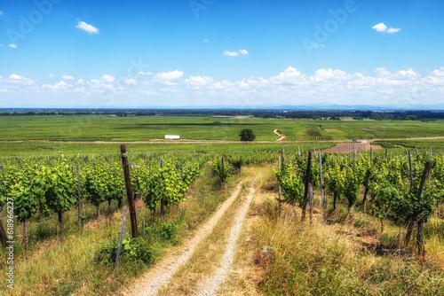 Alsace wine route
