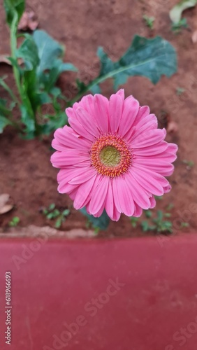 pink dahlia flower