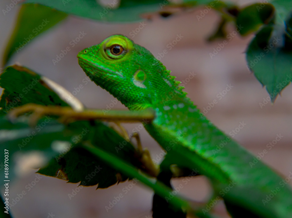 Fototapeta premium Baby chameleon on a tree in solid green color