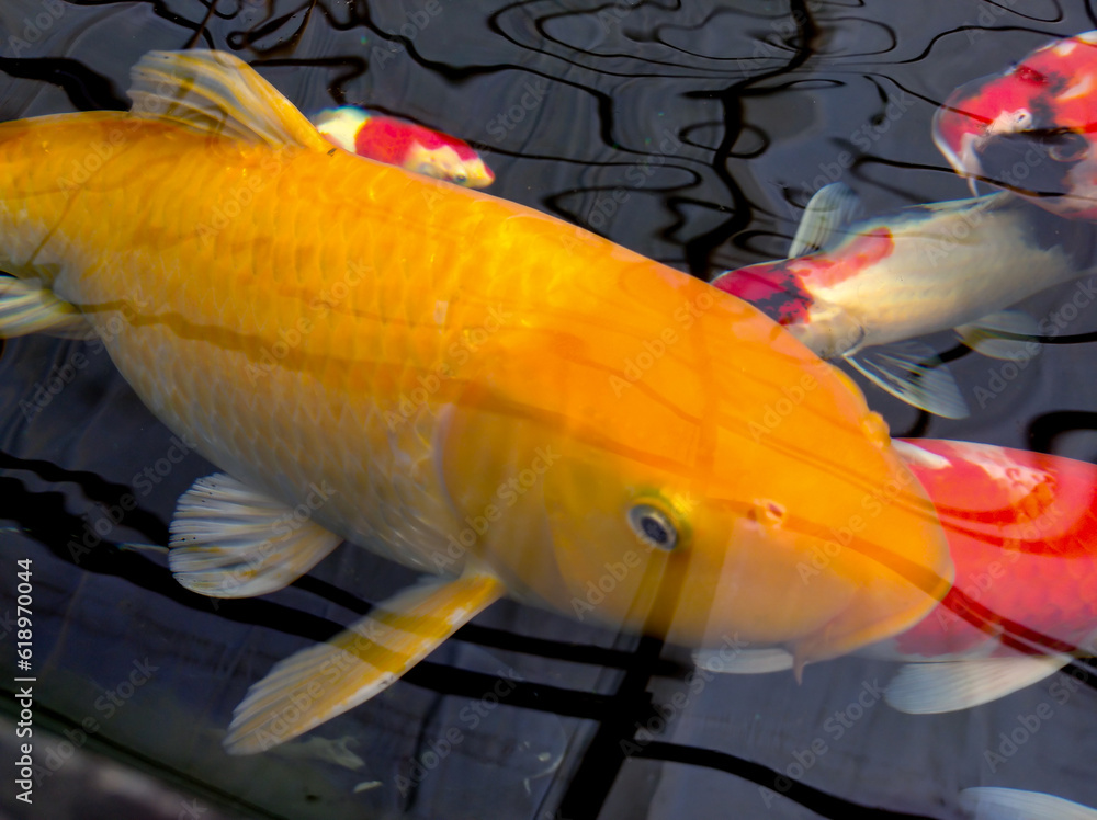 40-koi-fish-facts-you-have-to-know-about-this-magical-carp-facts