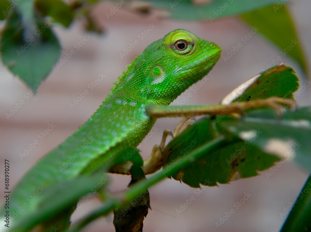 Baby chameleon on a tree in solid green color