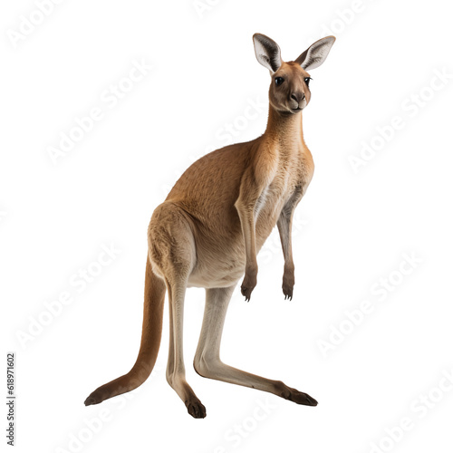 kangaroo in a white
