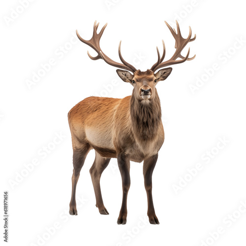deer head isolated © krit