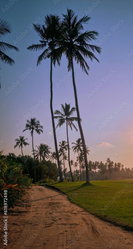 Obraz premium palm trees at sunset