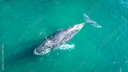 Whale © Giulietta Pesce