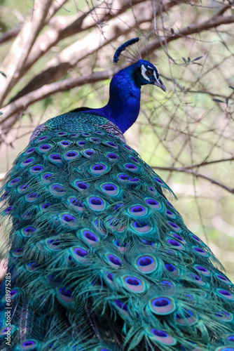 close up of peacock