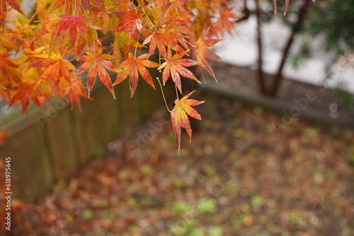 紅葉　落ち葉　もみじ　秋　枯葉