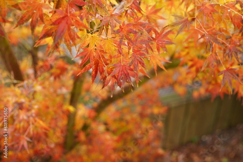 紅葉　落ち葉　もみじ　秋　枯葉