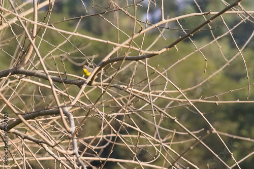 "Scarlet Crest: Vibrant Avian Beauty in Argentina"