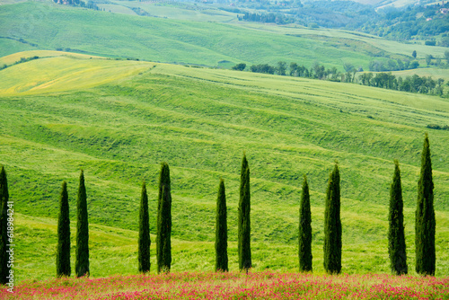 Cypress Road in Tuscany - Italy