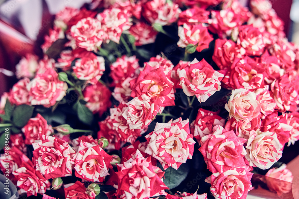 A bouquet of beautiful roses for the holiday. A template for your design with space to copy. A kind of striped hybrid rose. High quality photo A bouquet of beautiful roses for the holiday. A template for your design with space to copy. A kind of striped hybrid rose. High quality photo