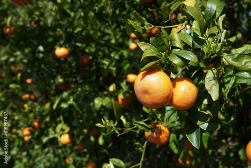 The Captivating Charm of Tangerine Trees and Fruits in a Healthy California Orchard photo