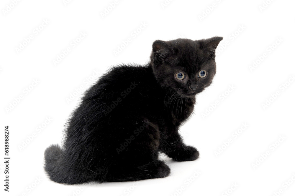 Obraz premium fluffy purebred black kitten sits sideways on an isolated background