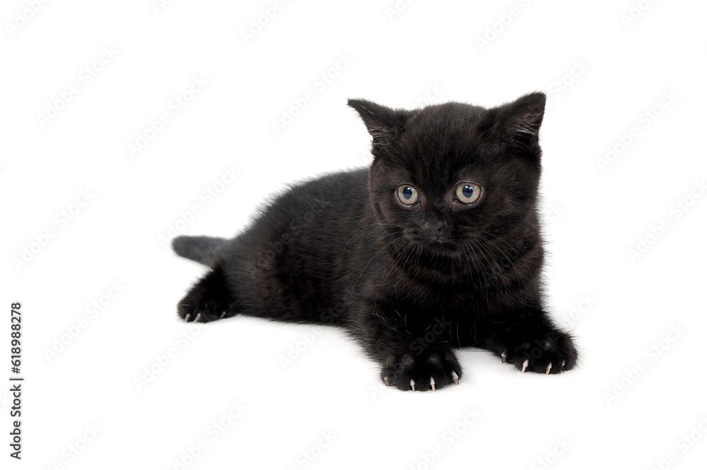 fluffy purebred black kitten sits sideways on an isolated background
