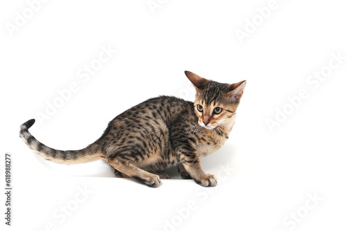 Purebred smooth-haired cat on a white isolated background