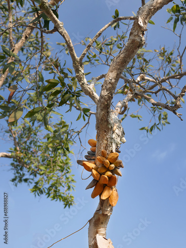 Close up Yellow Dischidia major (Vahl) Merr. On tree, nature, herbal tree, ivy, parasite plant with blue sky background photo