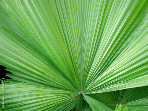 Close up texture pattern of green palm leaf  stripe line  for wallpaper or background  nature plant  tropical  abstract background