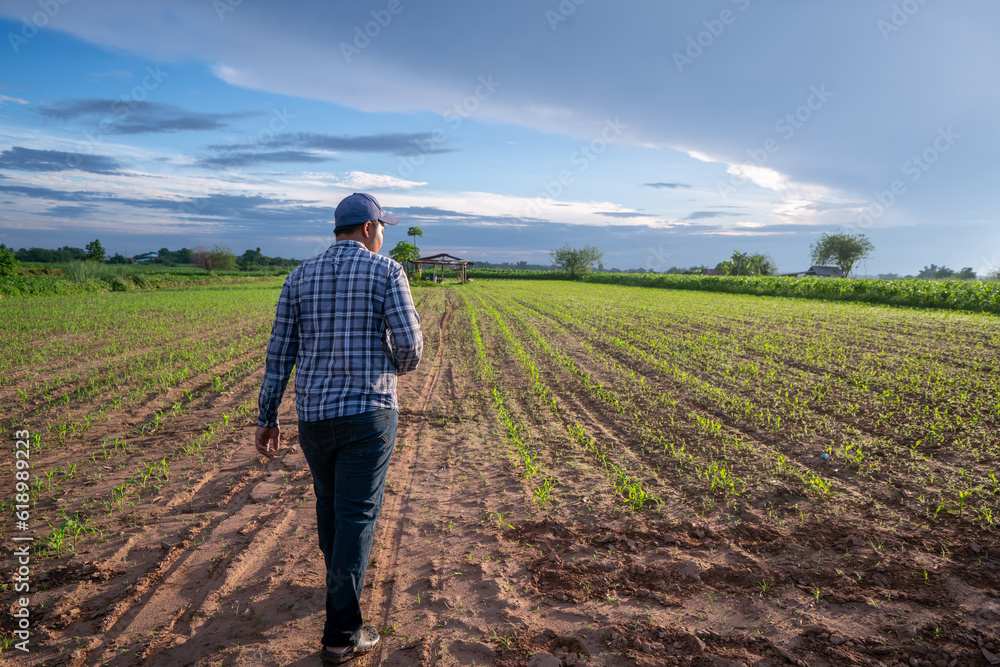 Farmer walking in corn field with tablet. Man farmer with smart phone and walking in corn field .Agronomist Using smart phone and Technology in Agricultural Corn Field .