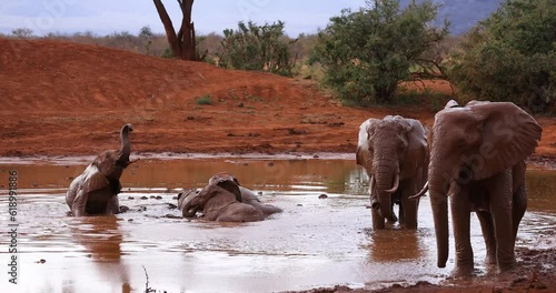A family of elephants are playing in the water in the savannah