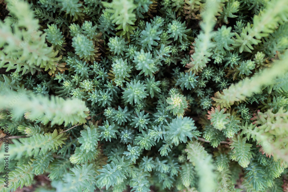 Closeup Blue spruce sedum in top view