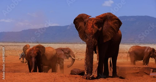 A family of elephants throw themselves from the red earth in the savannah