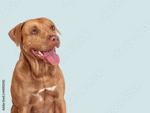 Cute brown dog. Close-up, indoors. Studio photo