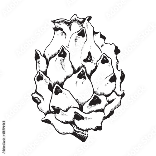 Pitaya dargon fruit black and white line sketch illustration. Vector pitahaya ink line drawing of exotic tropical plant