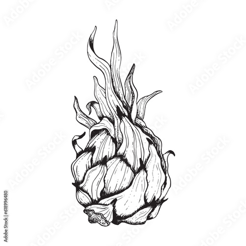 Whole pitaya dargon fruit with leaves black and white line sketch illustration. Vector pitahaya ink line drawing of exotic tropical plant