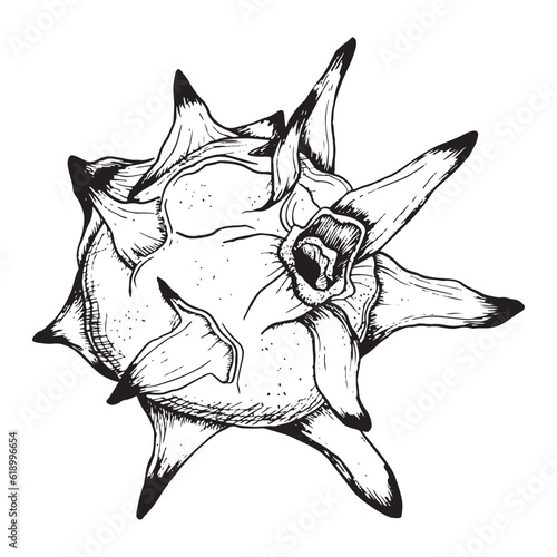 Vector pitaya dargon fruit black and white graphic line sketch illustration. Pitahaya ink drawing of exotic tropical plant