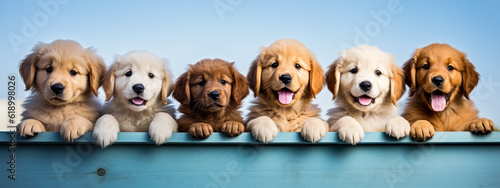 Fotografia Group of golden retriever puppies in a row over blue background.