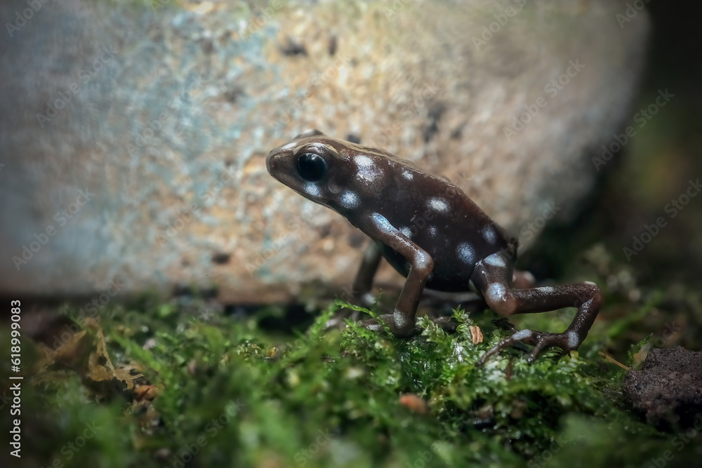 frog on the grass frog on the grass
