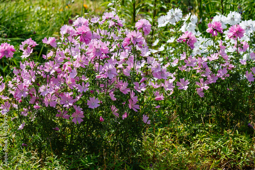 Musky mallow , or musky mallow (lat. Malva moschata ) is a plant species of the genus Malva