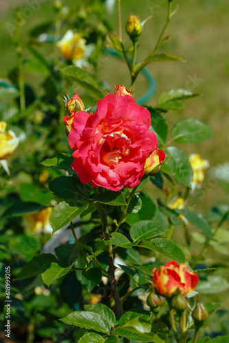 Wallpaper Mural Beautiful roses Decor Arlequin in the garden. Growing roses in the garden Torontodigital.ca