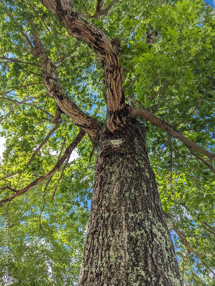 trunk and canopy of a tree trunk and canopy of a tree